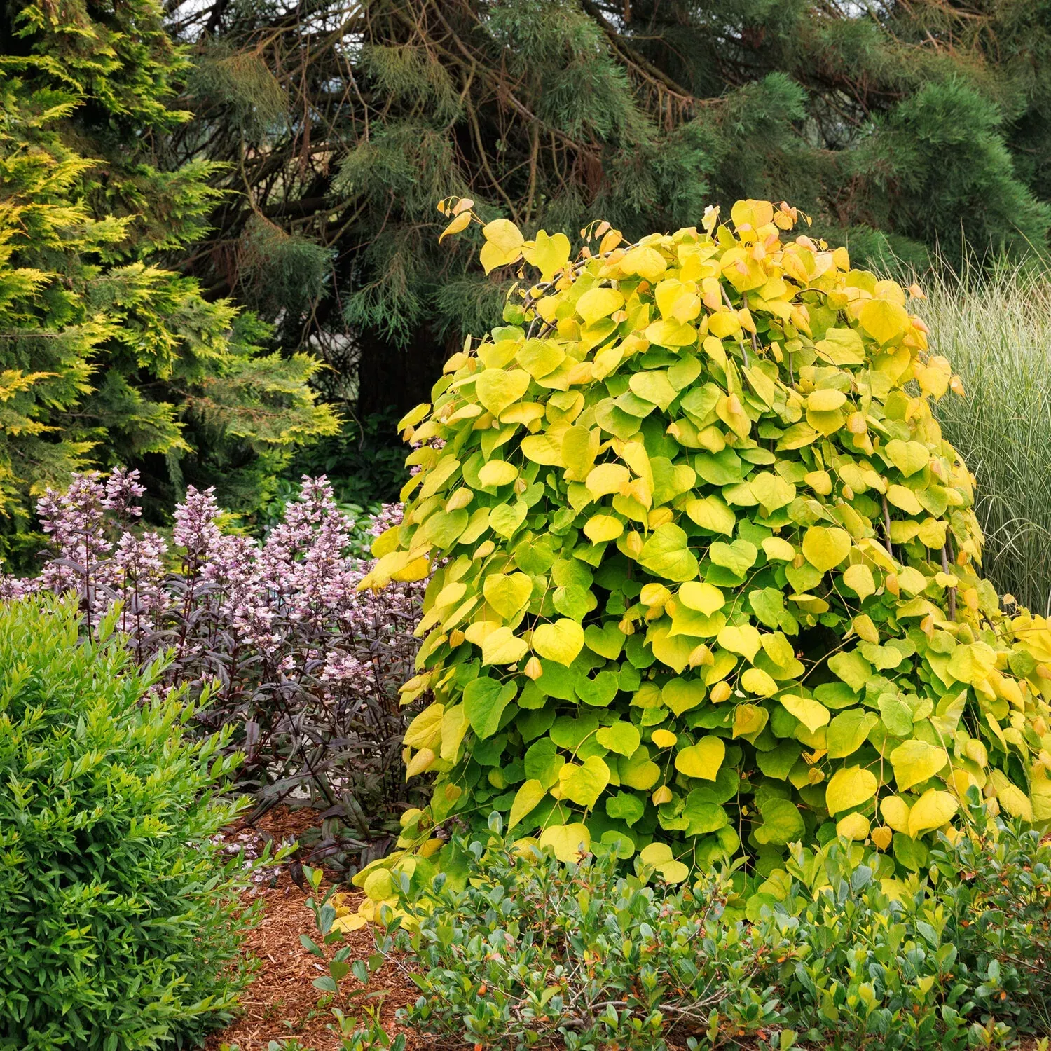 GOLDEN FALLS REDBUD 5gal