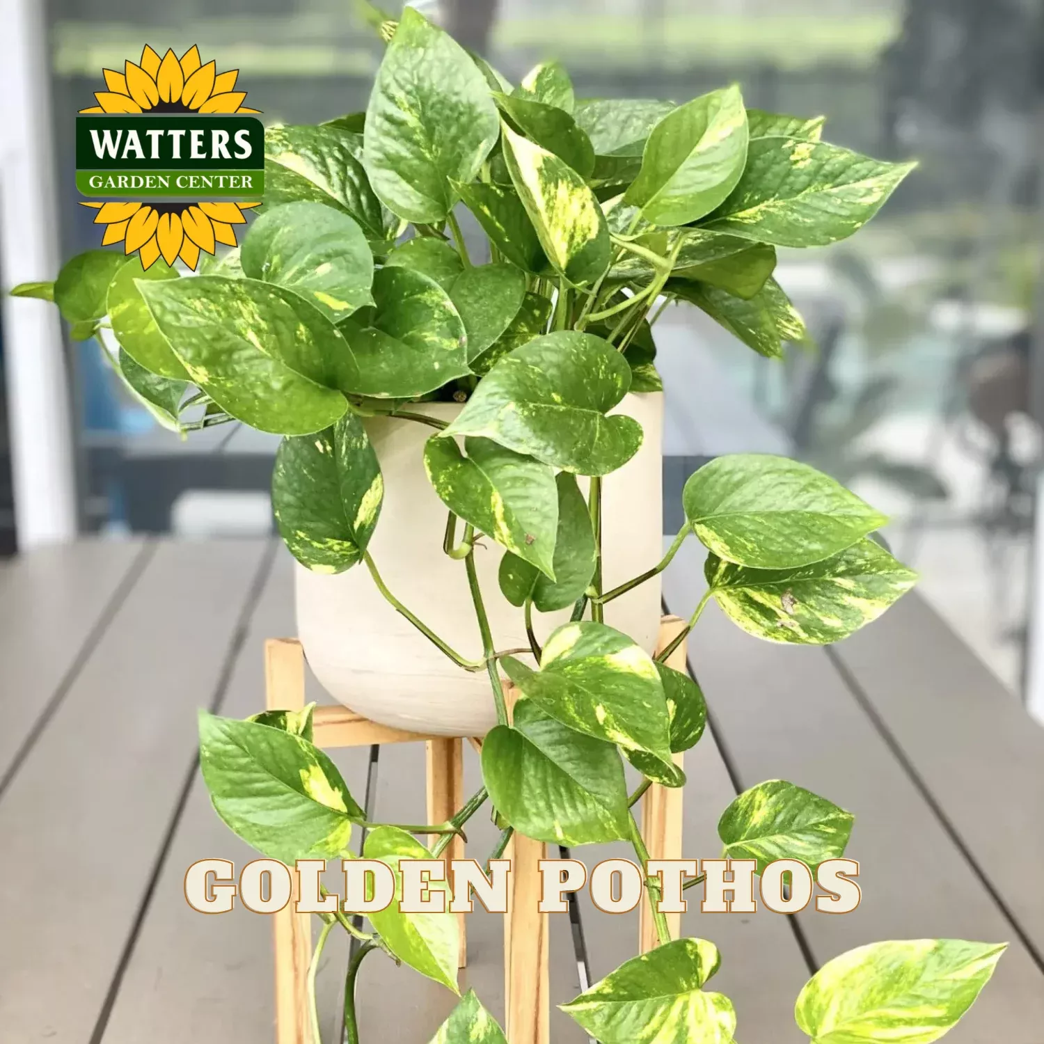 GOLDEN POTHOS 4in