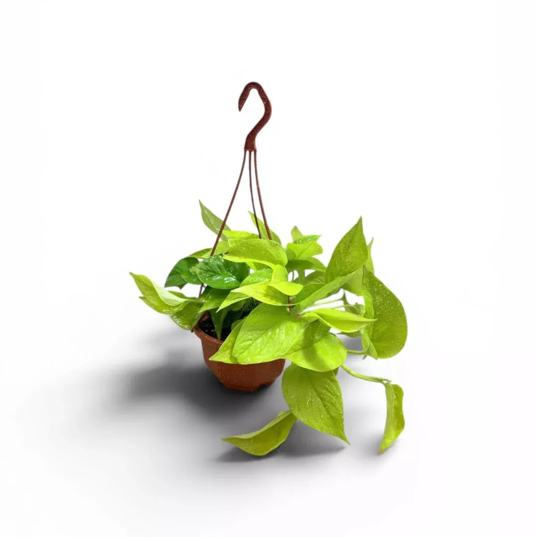 Golden Pothos Hanging Baskets