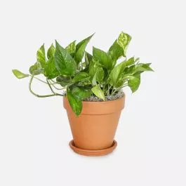 Golden Pothos – Medio