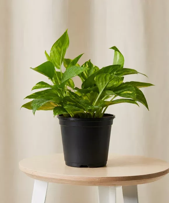 Golden Pothos