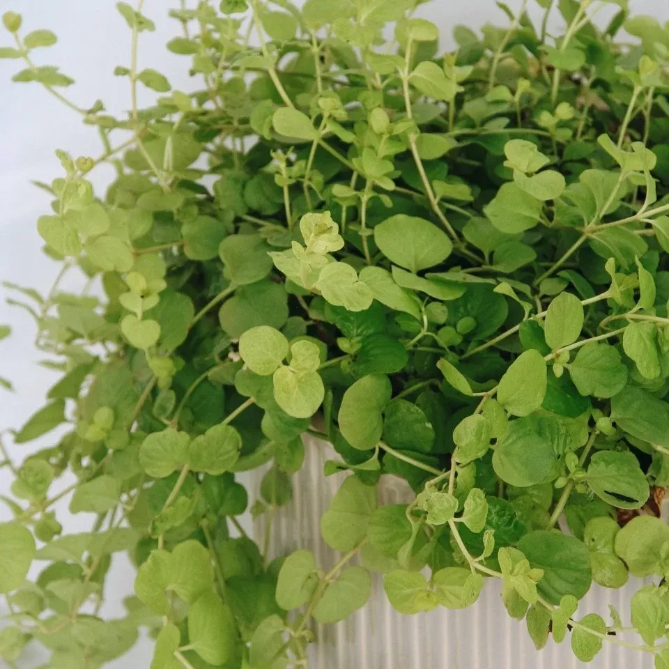 Goldilocks Creeping Jenny