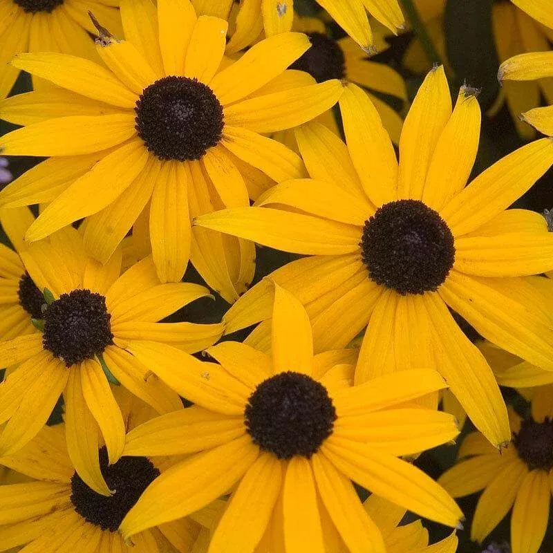 ‘Goldsturm’ Black-Eyed Susan – Rudbeckia