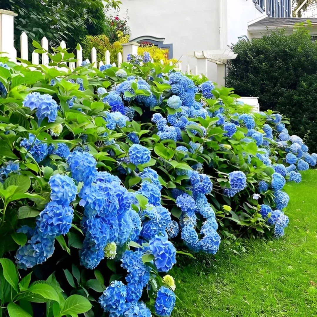 Gorgeous Nikko Blue Hydrangea Flowers Plant