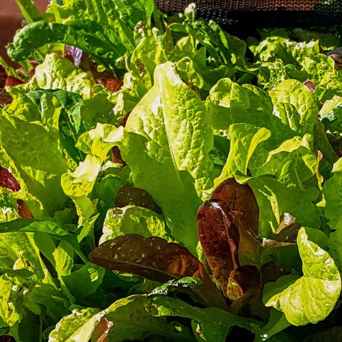 Gourmet Lettuce Seed Blend - (Lactuca sativa)