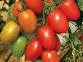 GranaderoF1 Roma Tomato (Untreated)