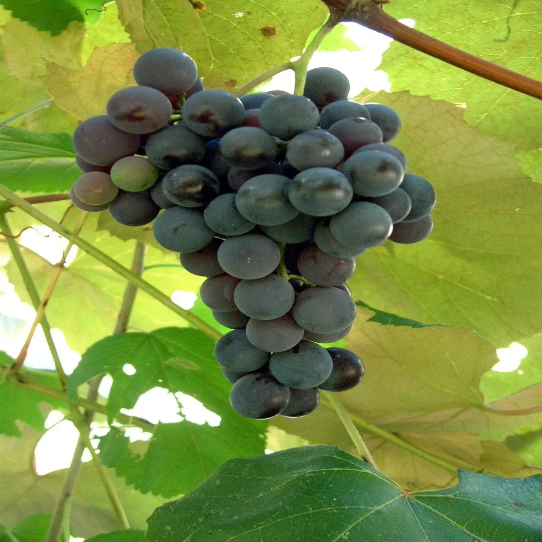 Grape Vine Variety Pack of 2 – Two Complementary Varieties for Extended Harvest (Vitis)