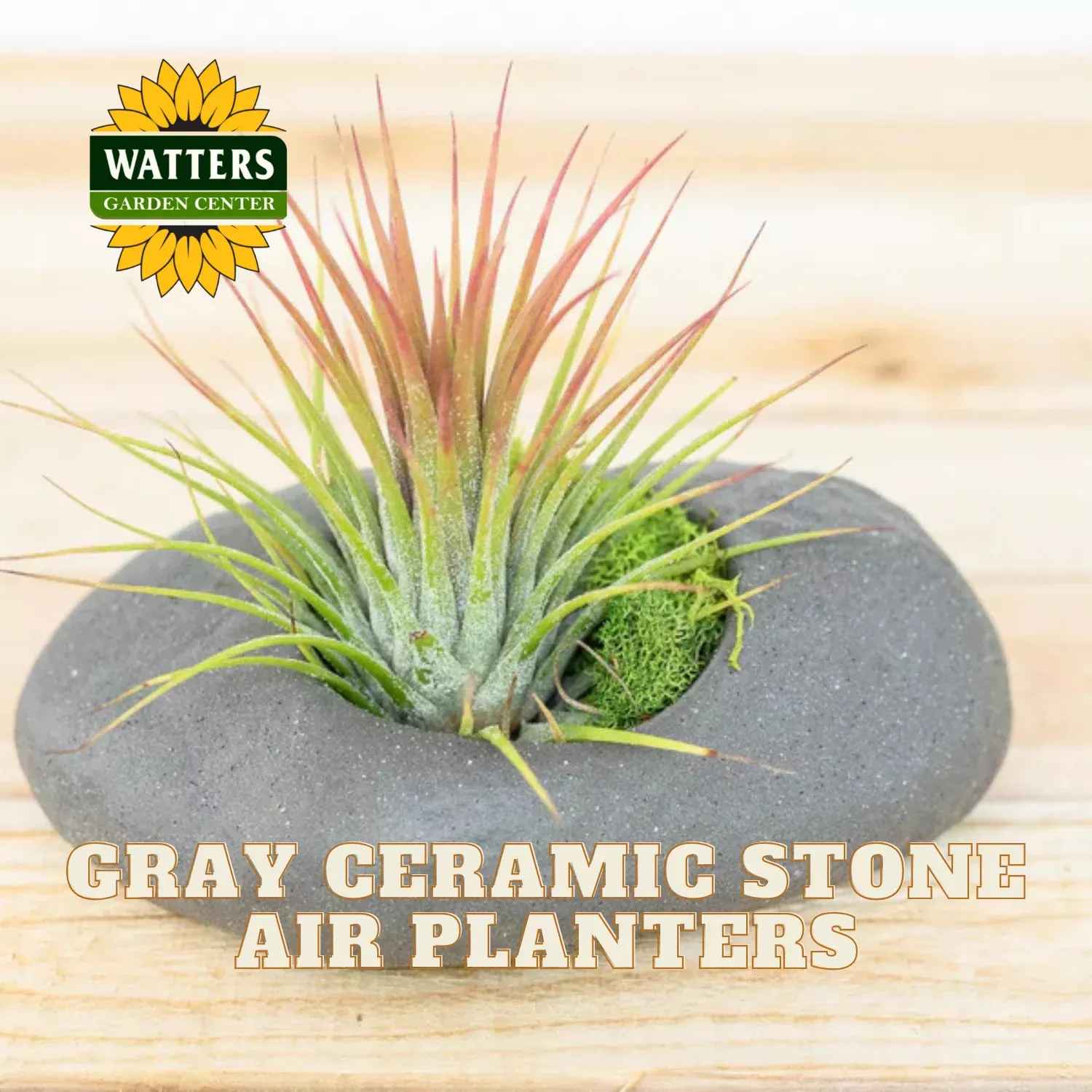 Gray Ceramic Stone Air Planters Sets of 3, 6 or 9 and Assorted Tillandsia Air Plants