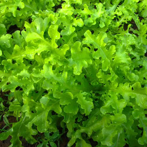 Green Salad Bowl Lettuce Seeds - (Lactuca sativa)