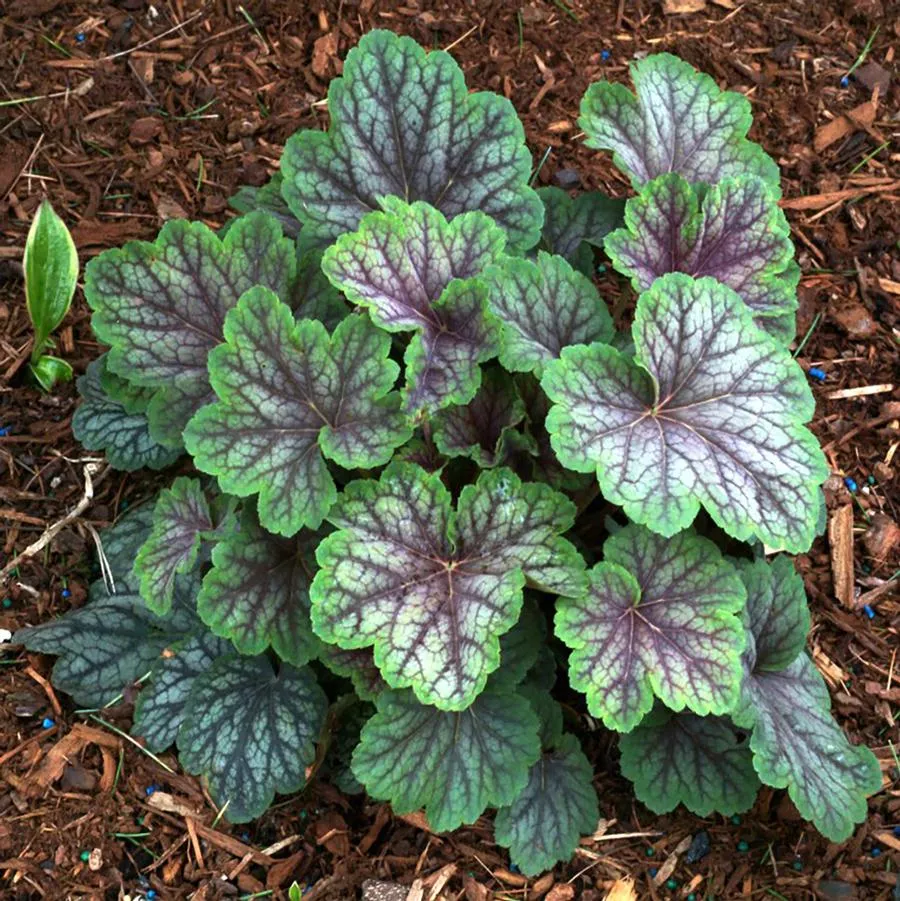 Green Spice Coral Bells