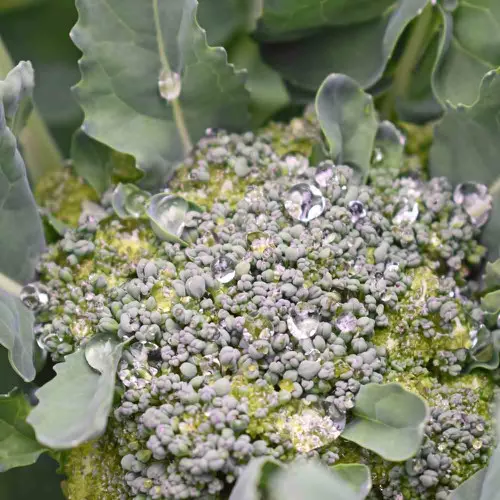 Green Sprouting Calabrese Broccoli Seeds - (Brassica oleracea)