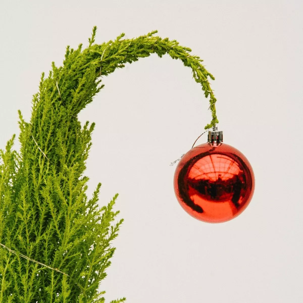 Grinch Lemon Cypress Tree – 5 Inch Tin Pot