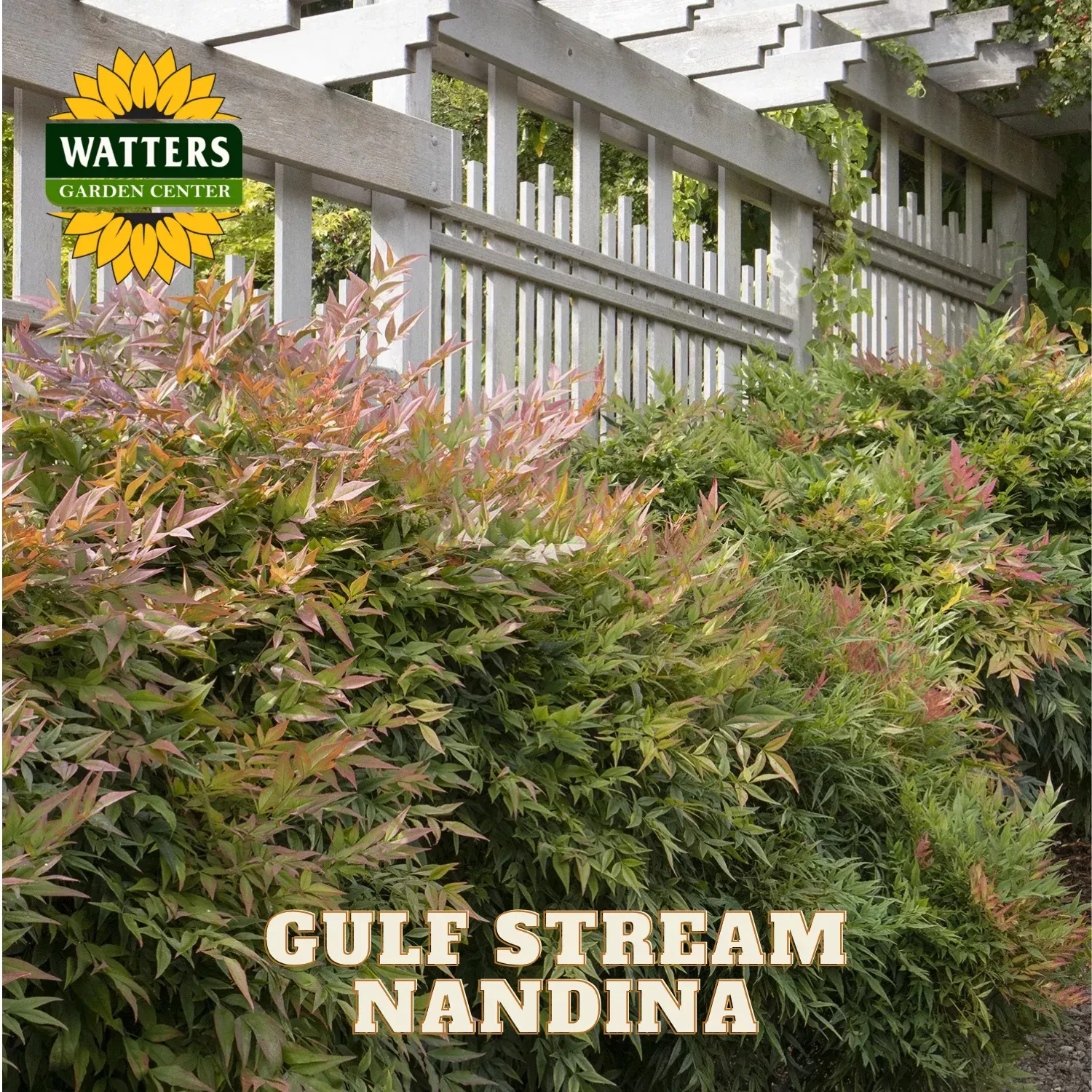 GULF STREAM NANDINA 3gal