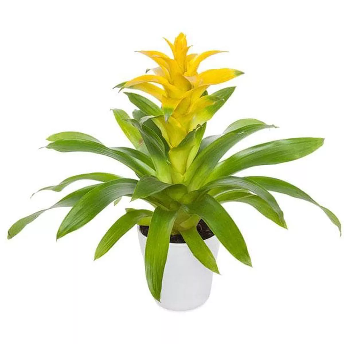 Guzmania (Yellow) 8211 Plant
