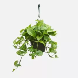 Hanging Golden Pothos