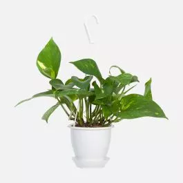 Hanging Hawaiian Pothos
