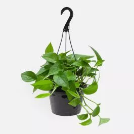 Hanging Jade Pothos