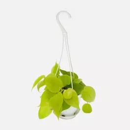 Hanging Philodendron Lemon
