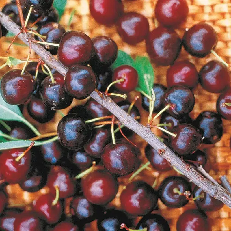 Hansen’s Cherry Bush