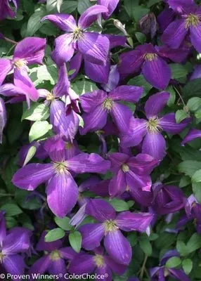 Happy Jack Purple Clematis x
