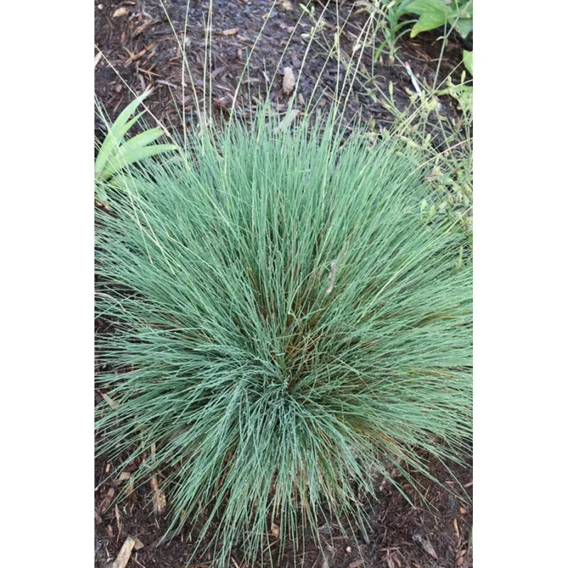 Harpochloa falx
