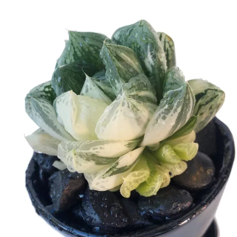 Haworthia Cymbiformis f. variegata, (Video)