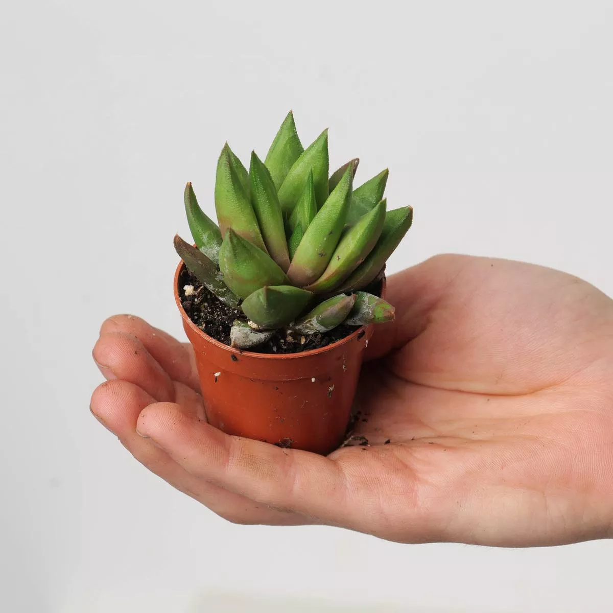 Haworthia hybrid