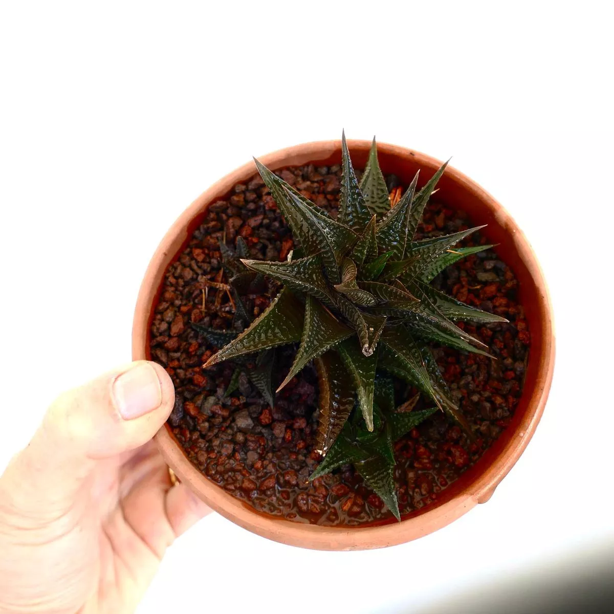 Haworthia limifolia SELECTED