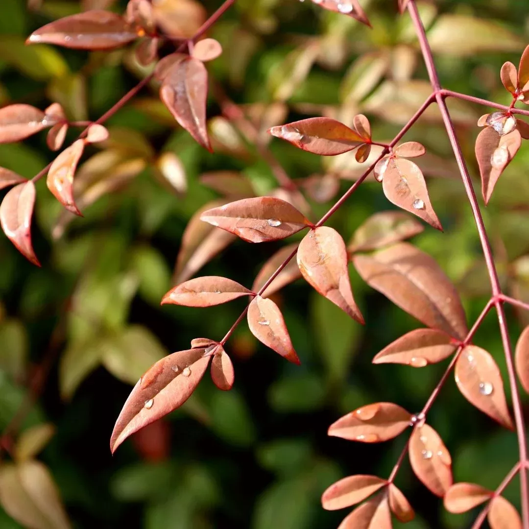 Heavenly Bamboo
