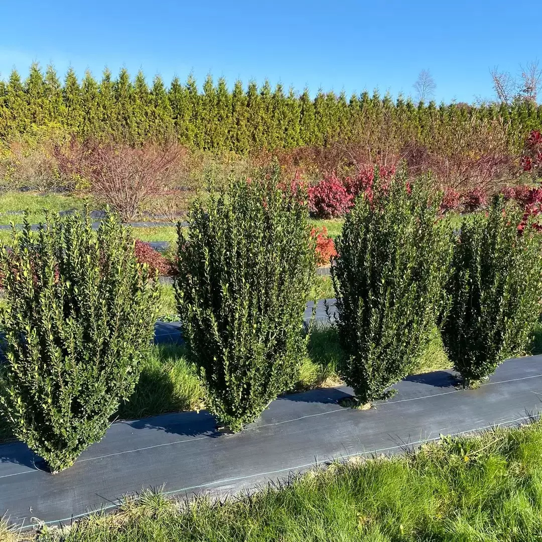 Hedge Box Japanese Holly