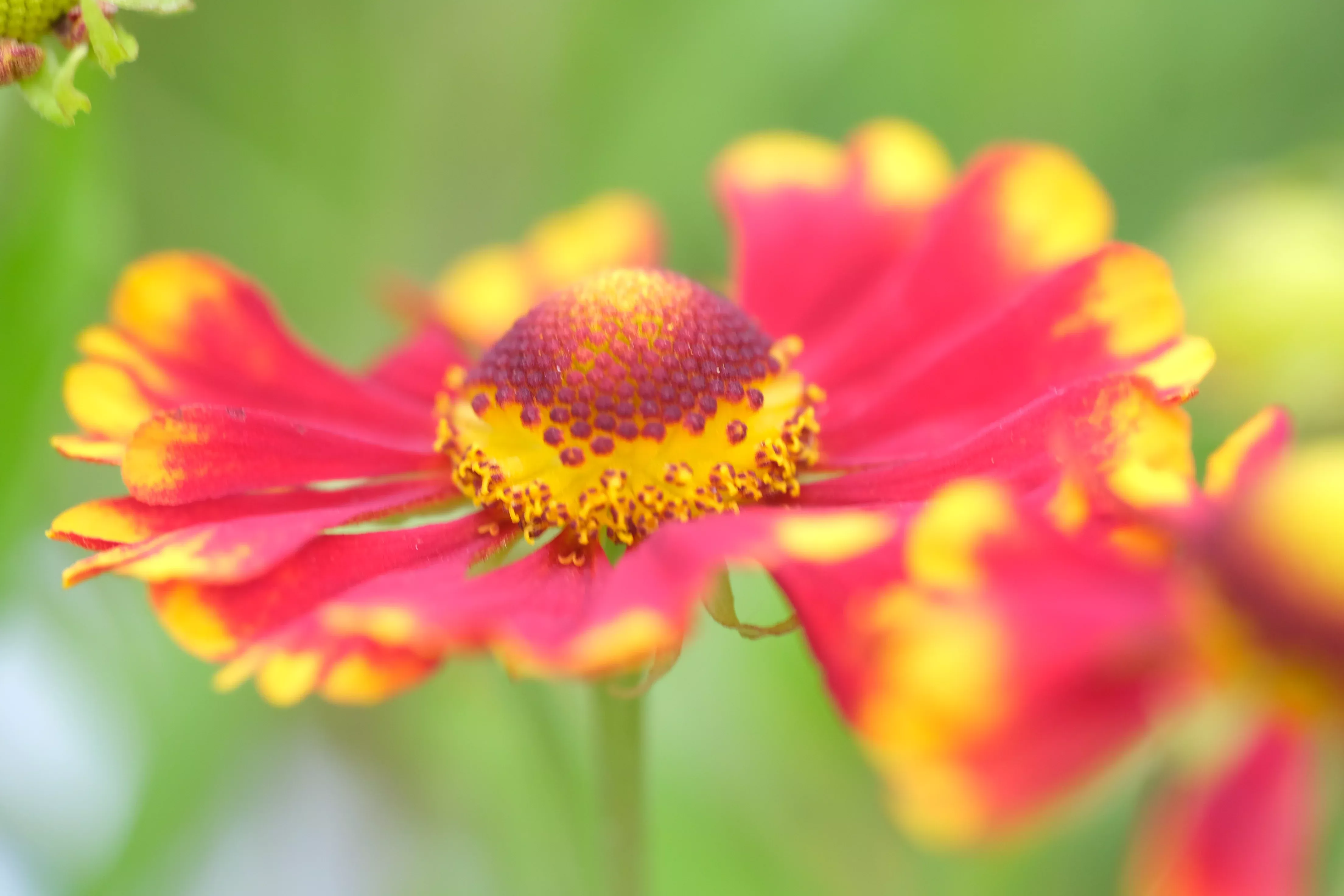 Helenium autumnale 'Helena Red Shades' | sneezeweed