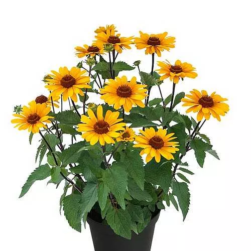 Heliopsis hybrid 'Punto Russo' – False Sunflower