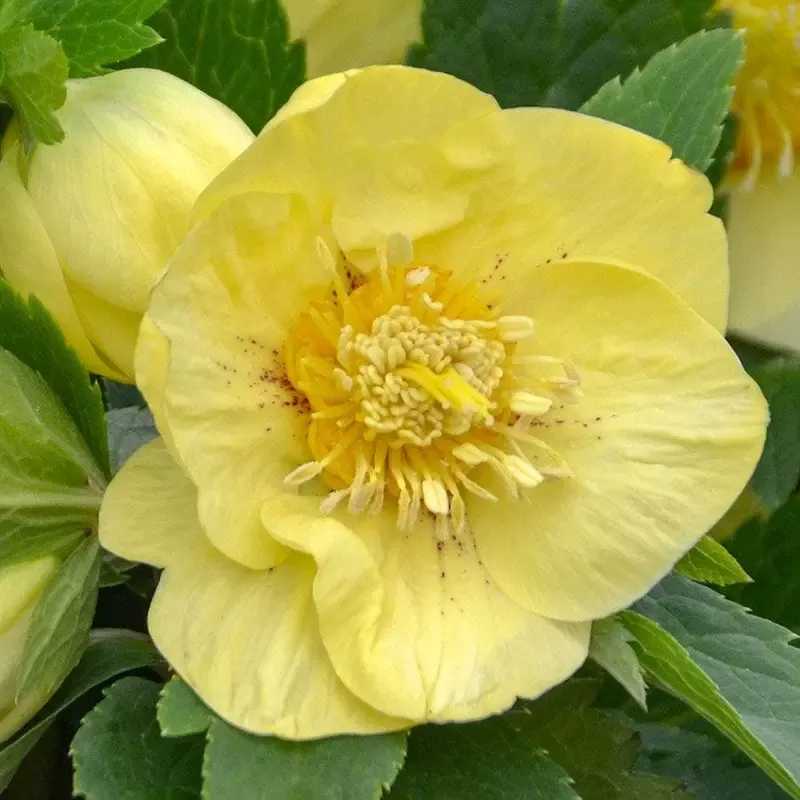 Helleborus 'California Dreaming' HONEYMOON Series