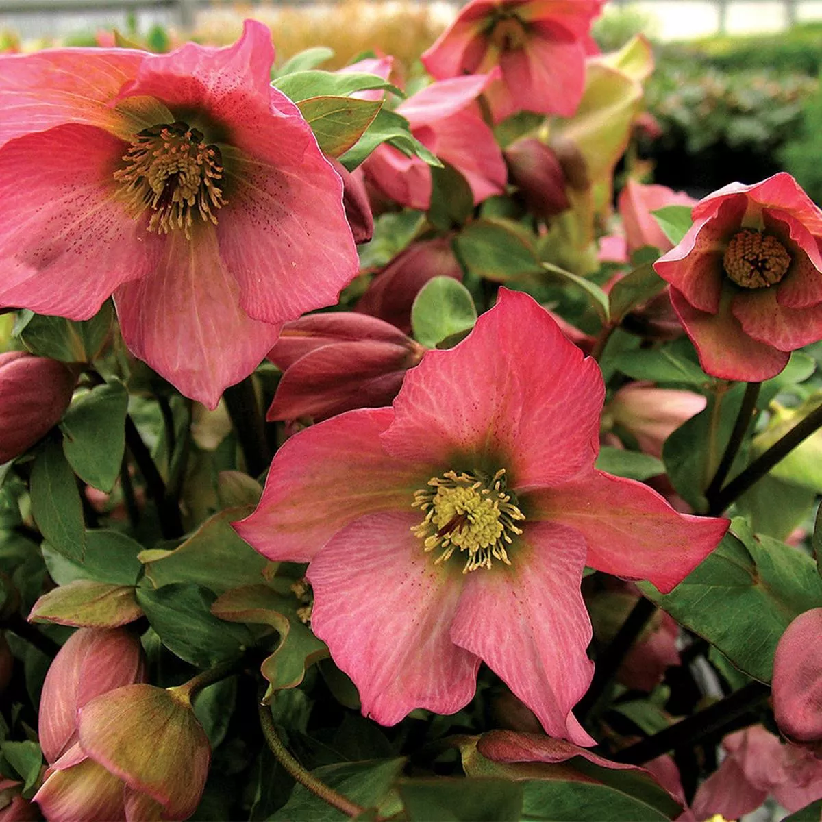 Helleborus Walbertons Rosemary