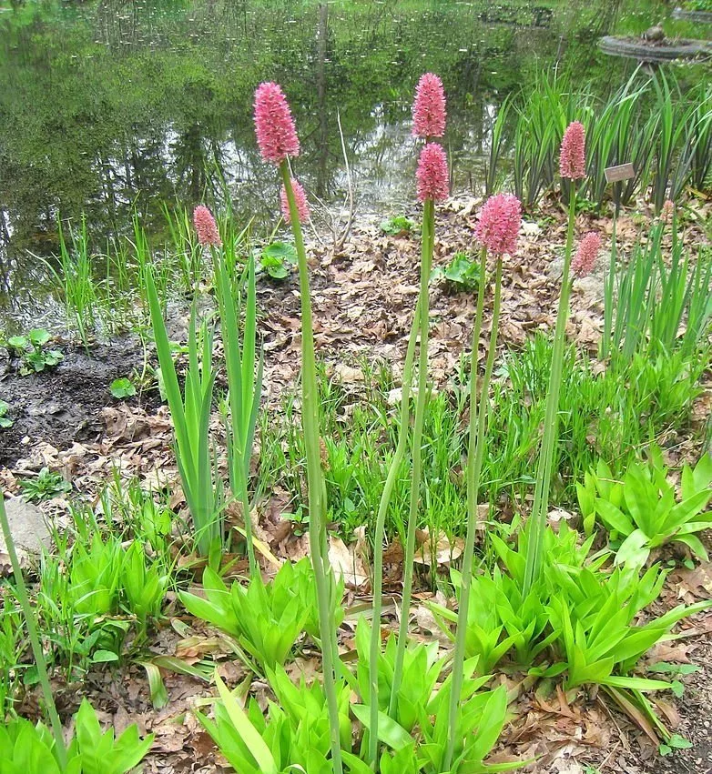 Helonias bullata | swamp pinks