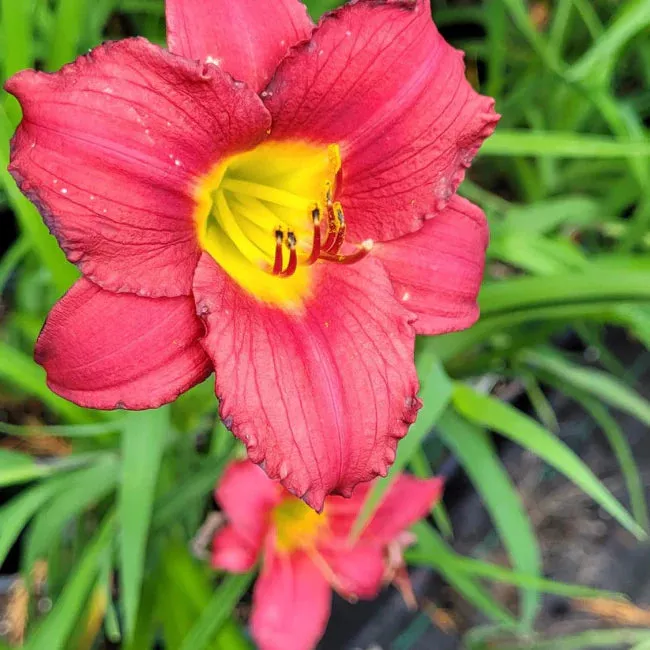 Hemerocallis Chicago Apache Daylily - [EG]
