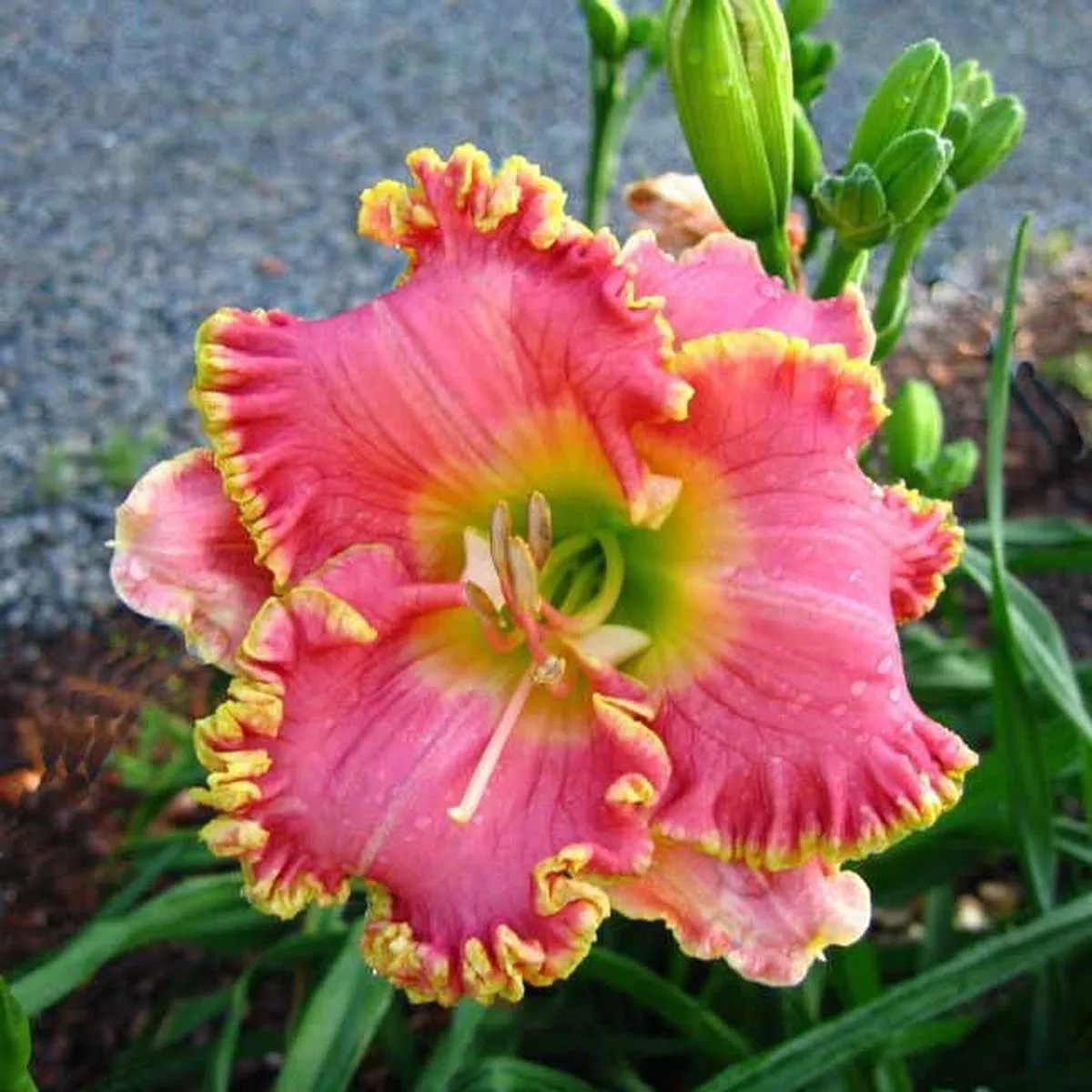 Hemerocallis Divas Choice