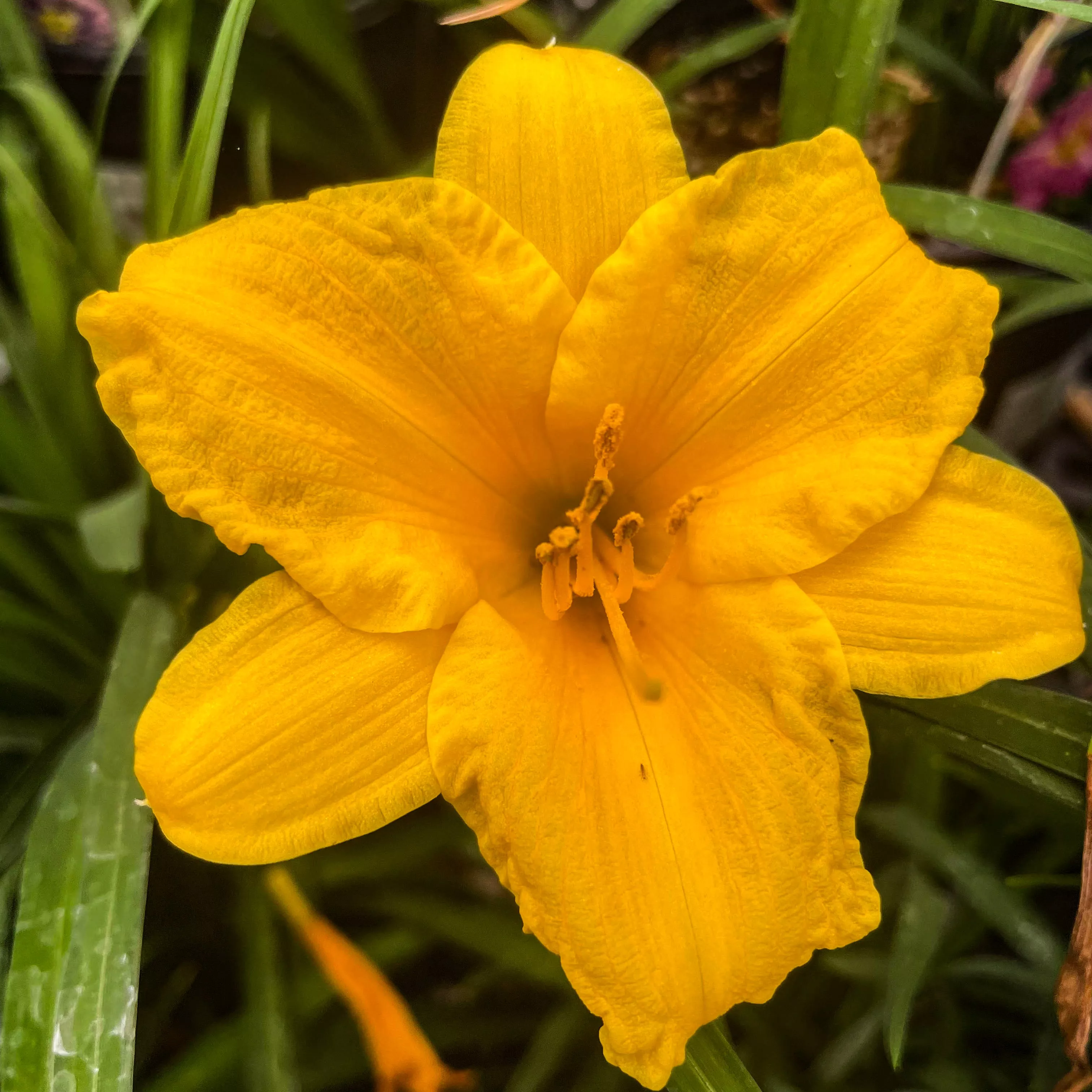 Hemerocallis 'Stella de Oro' – Daylily