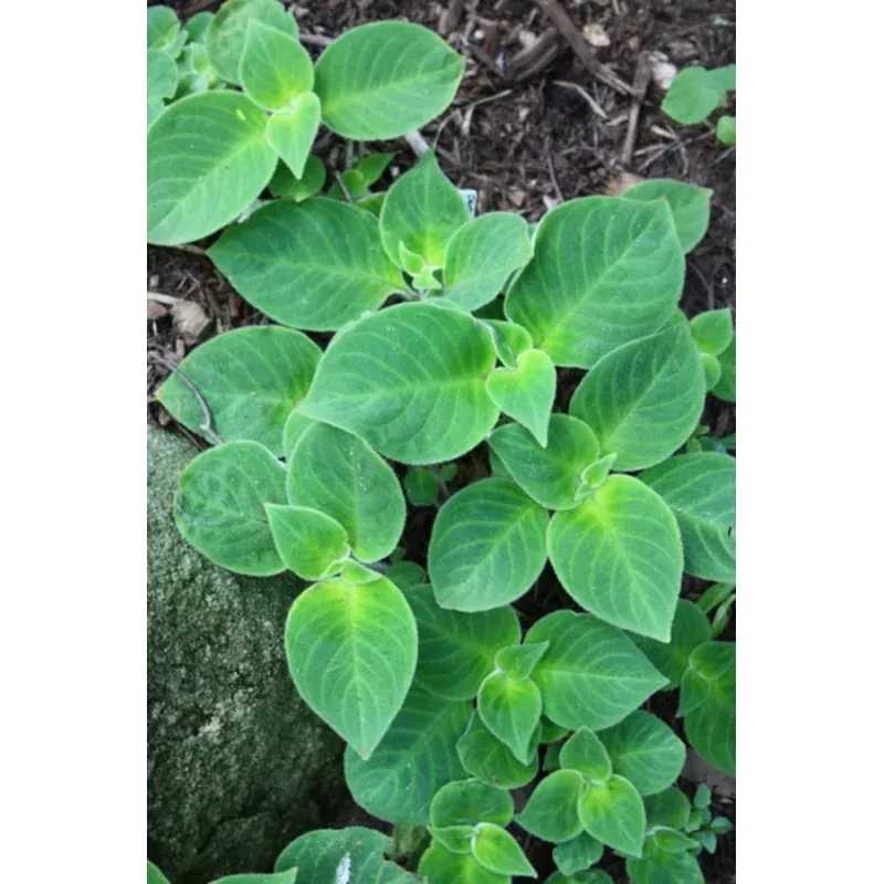 Hemiboea flaccida Velvet Touch