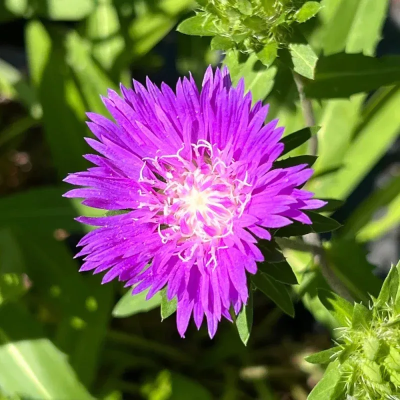 Henry Song Purple