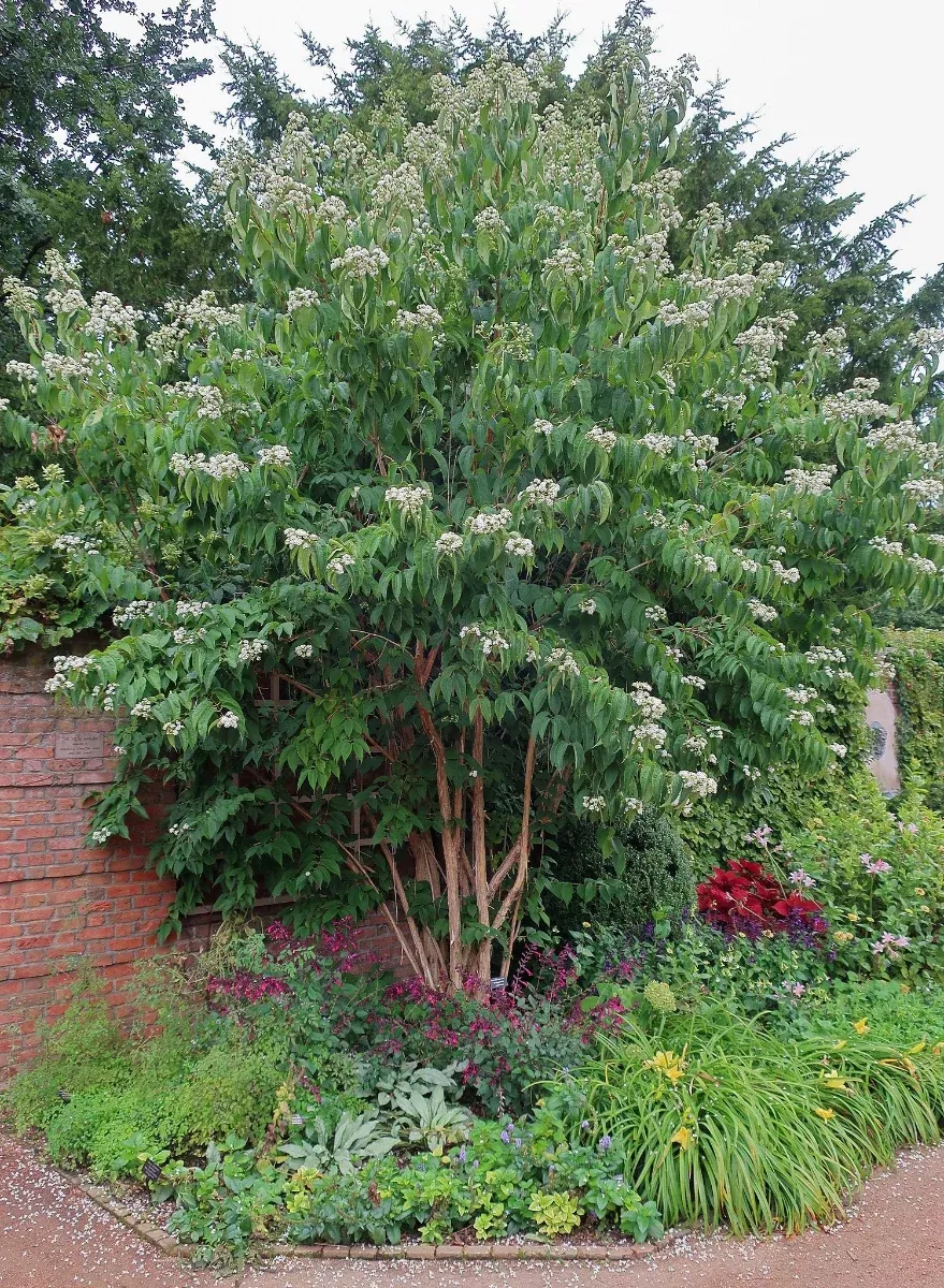Heptacodium miconioides | seven-sons flower tree
