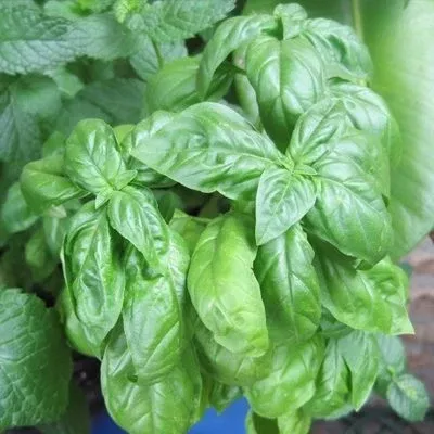 Herb