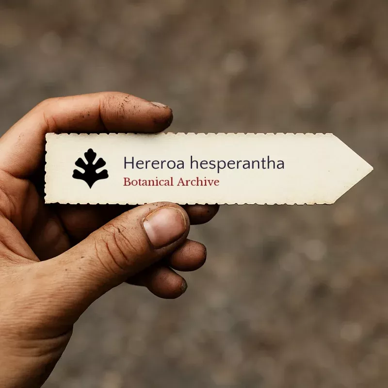 Hereroa hesperantha SEEDS