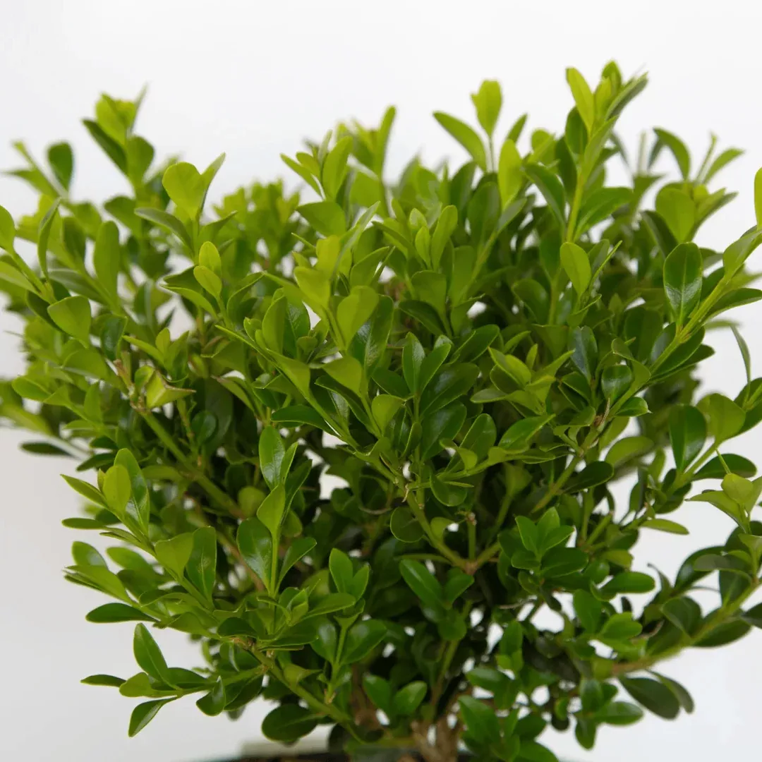 Heritage Better Boxwood – Dense Compact Evergreen Hedge Shrub (Buxus ‘Heritage’)