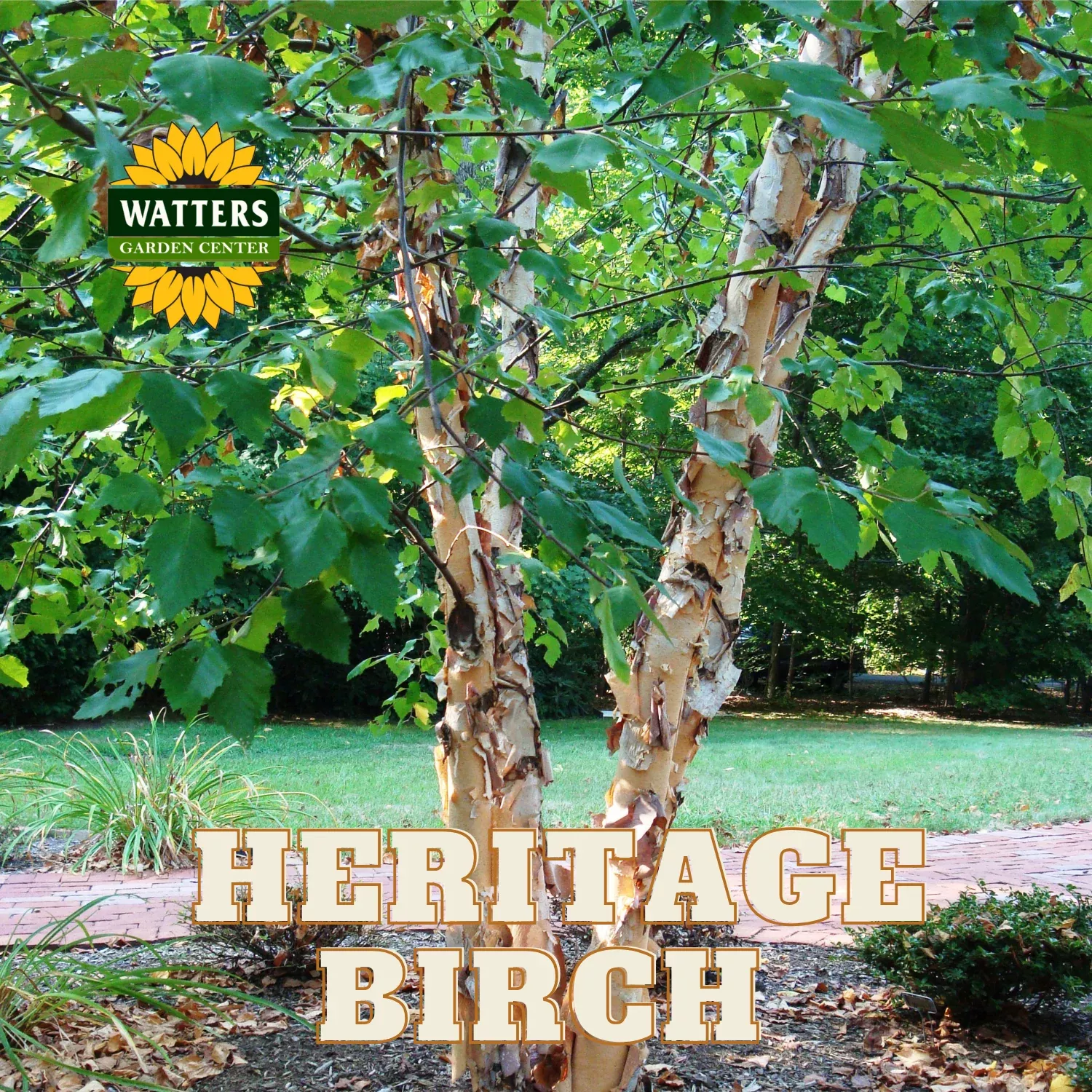 HERITAGE BIRCH TREE 7gal