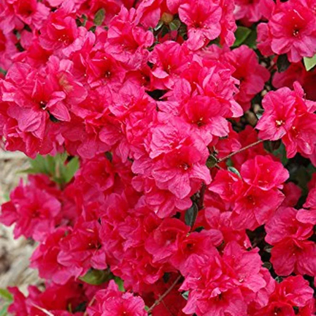 Hershey’s Red Azalea – Classic Spring Scarlet Evergreen Shrub (Rhododendron)