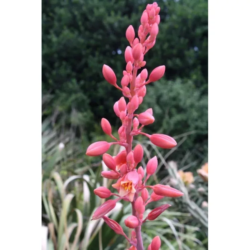 Hesperaloe parviflora