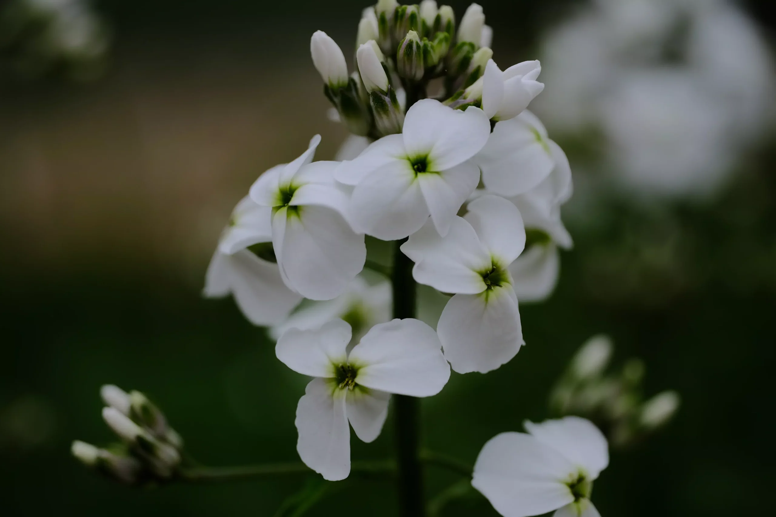 Hesperis matronalis var. albiflora | dame’s rocket