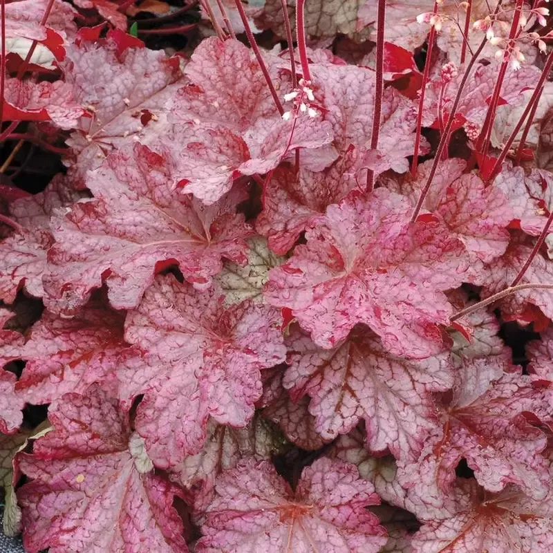 Heuchera ‘Berry Smoothie’