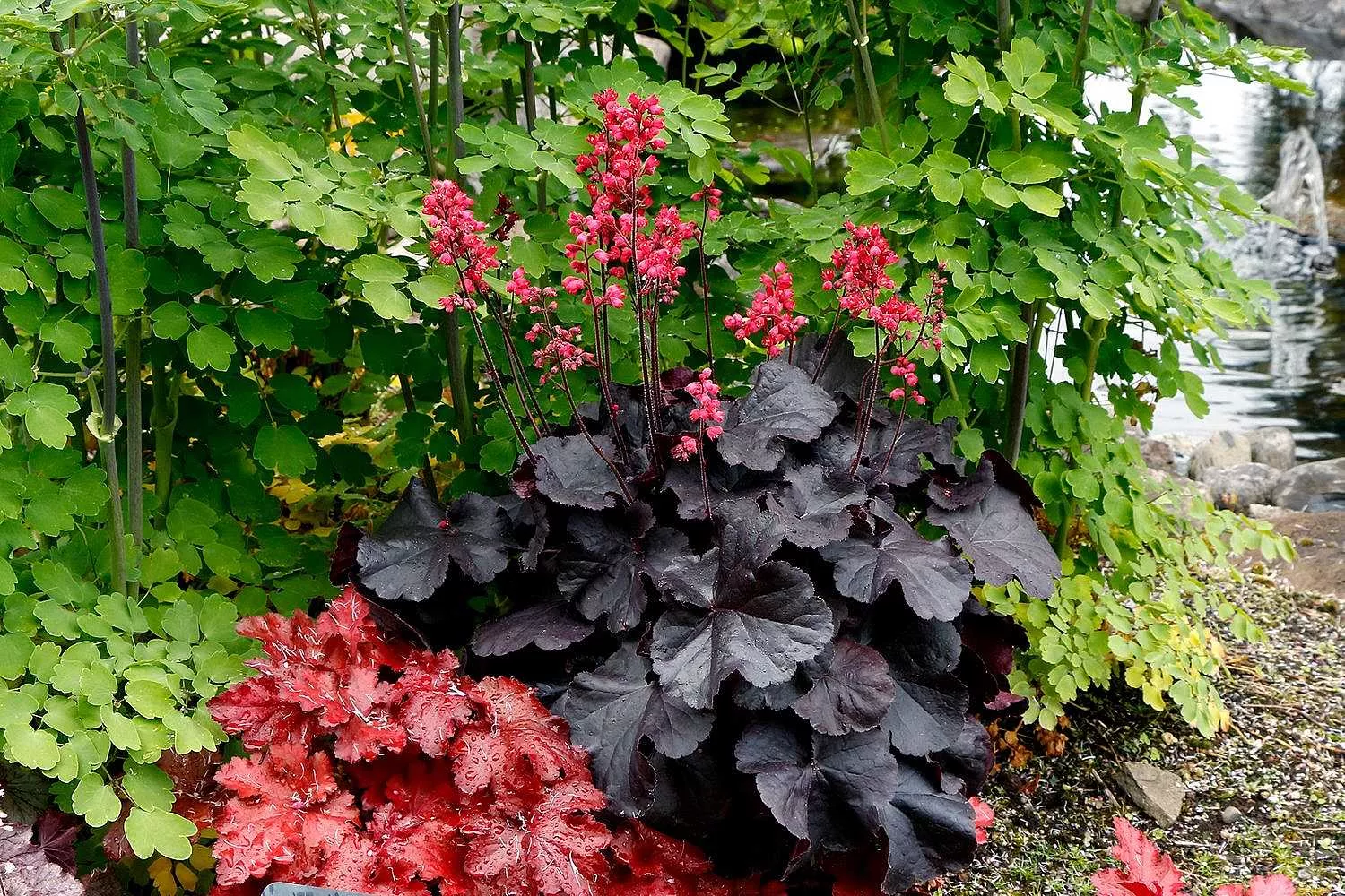 Heuchera 'Black Forest Cake' – Coral Bells